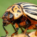 Росія висунула Україні вимогу заборонити знищувати колорадських жуків