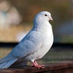 В Росії вимерли голуби миру