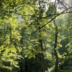 Круглий виріб з борошна, який втік від своїх творців та кількох звірів, з’їла лисиця